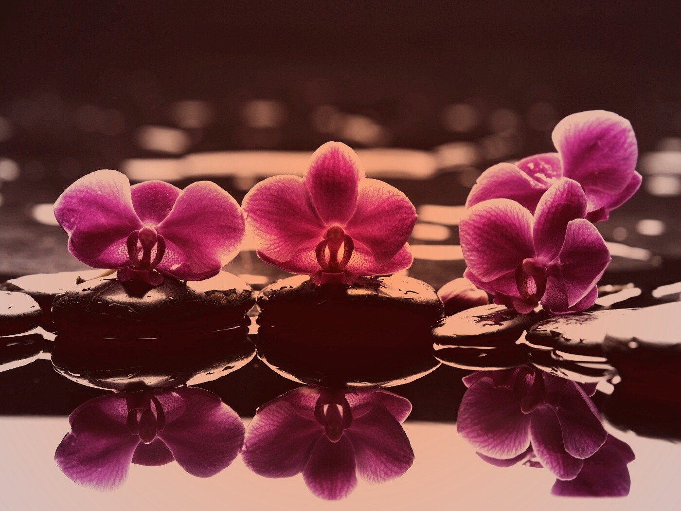 Орхидеи на камнях обои