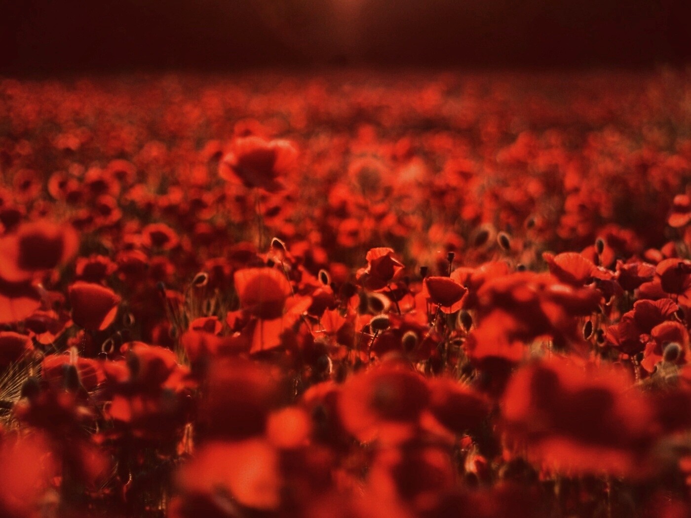 Маки в полях обои