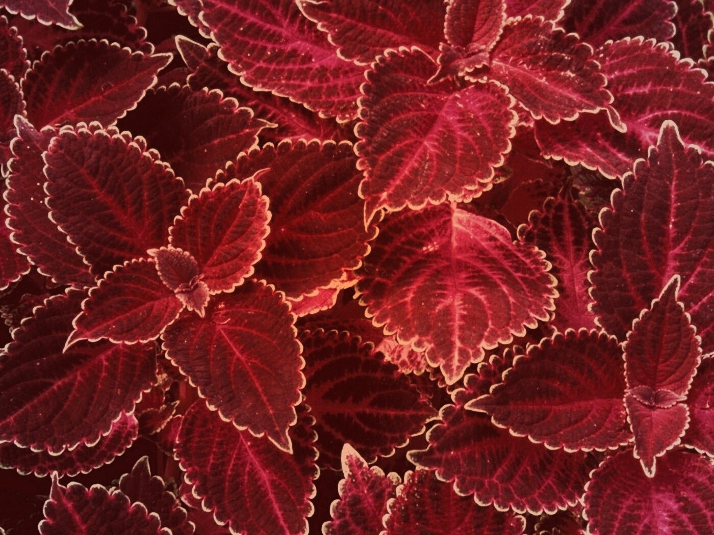 Красные листья обои