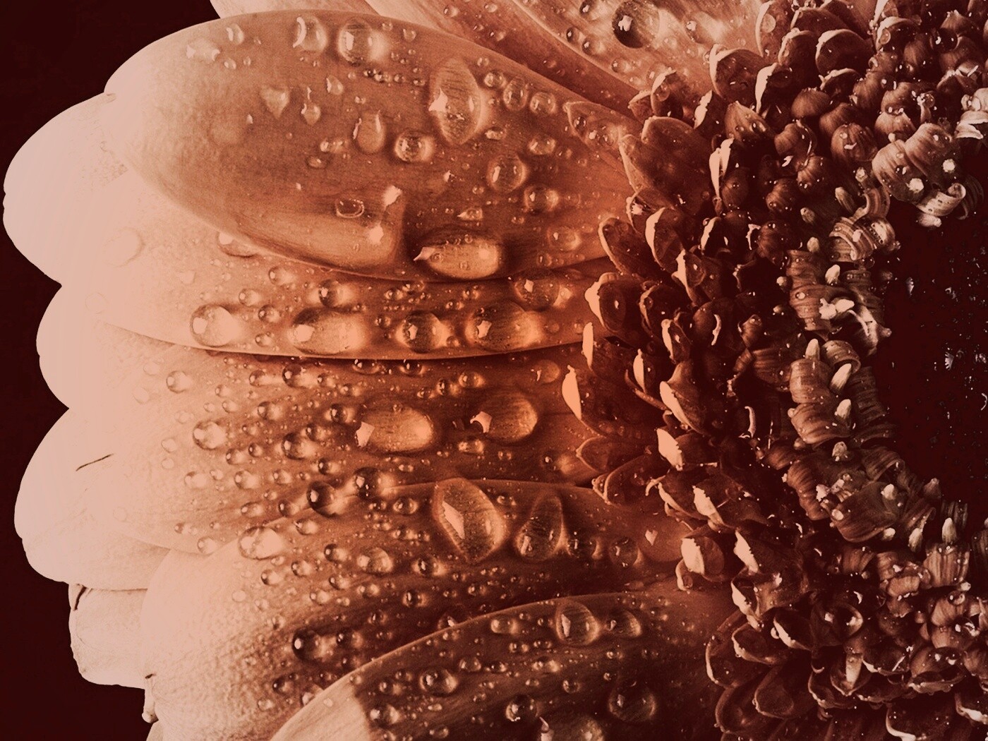 Капли на лепестках гербера обои