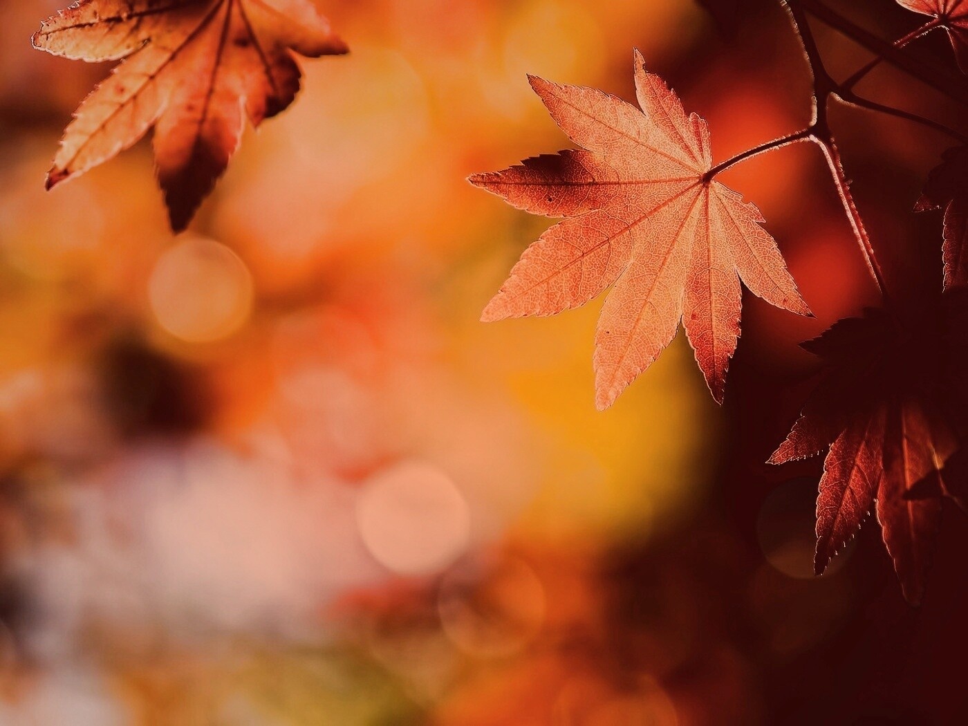 Осенние листья обои