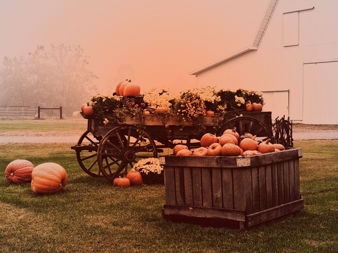 Урожай тыков обои