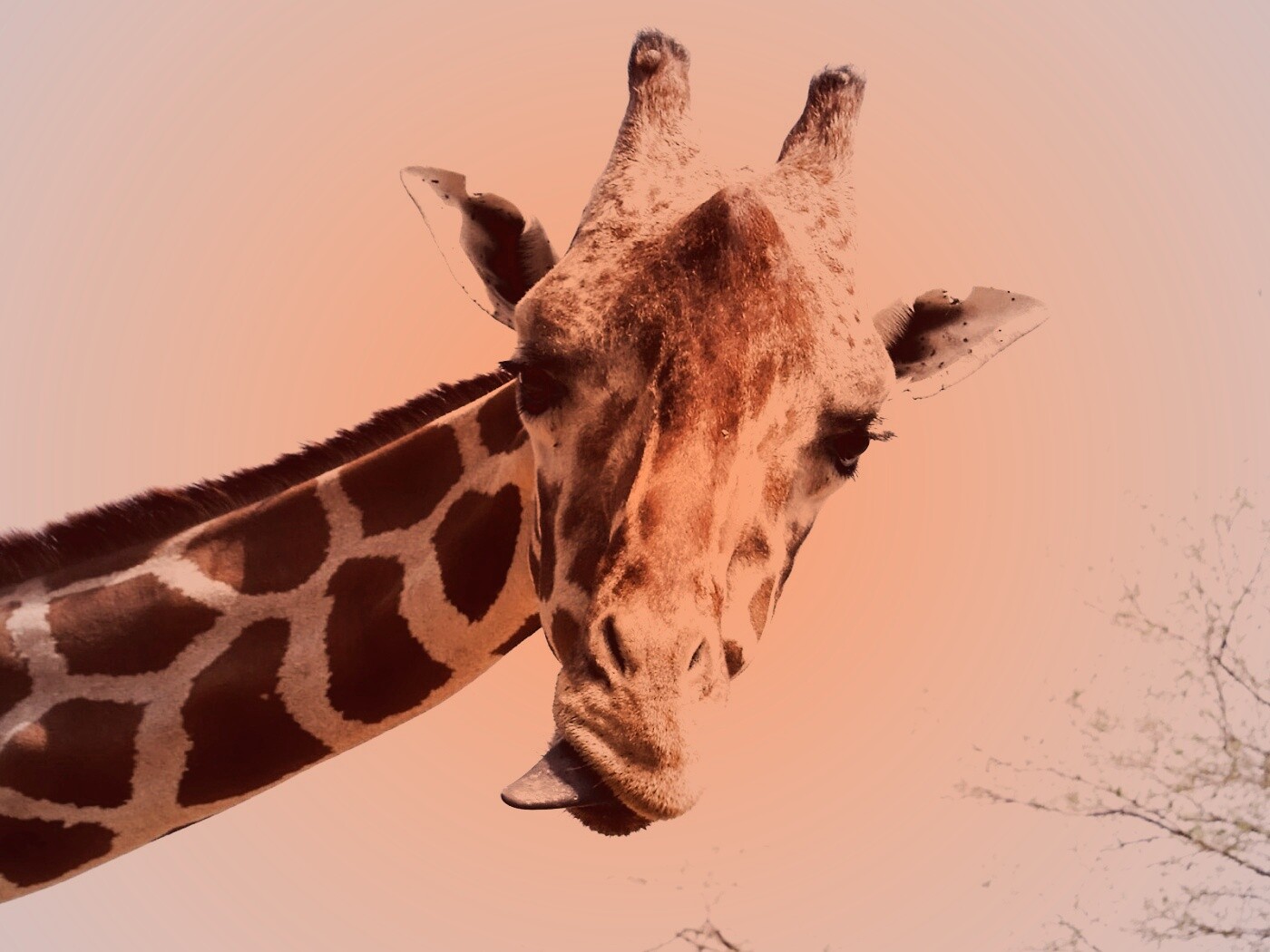 Жираф показывает язык обои