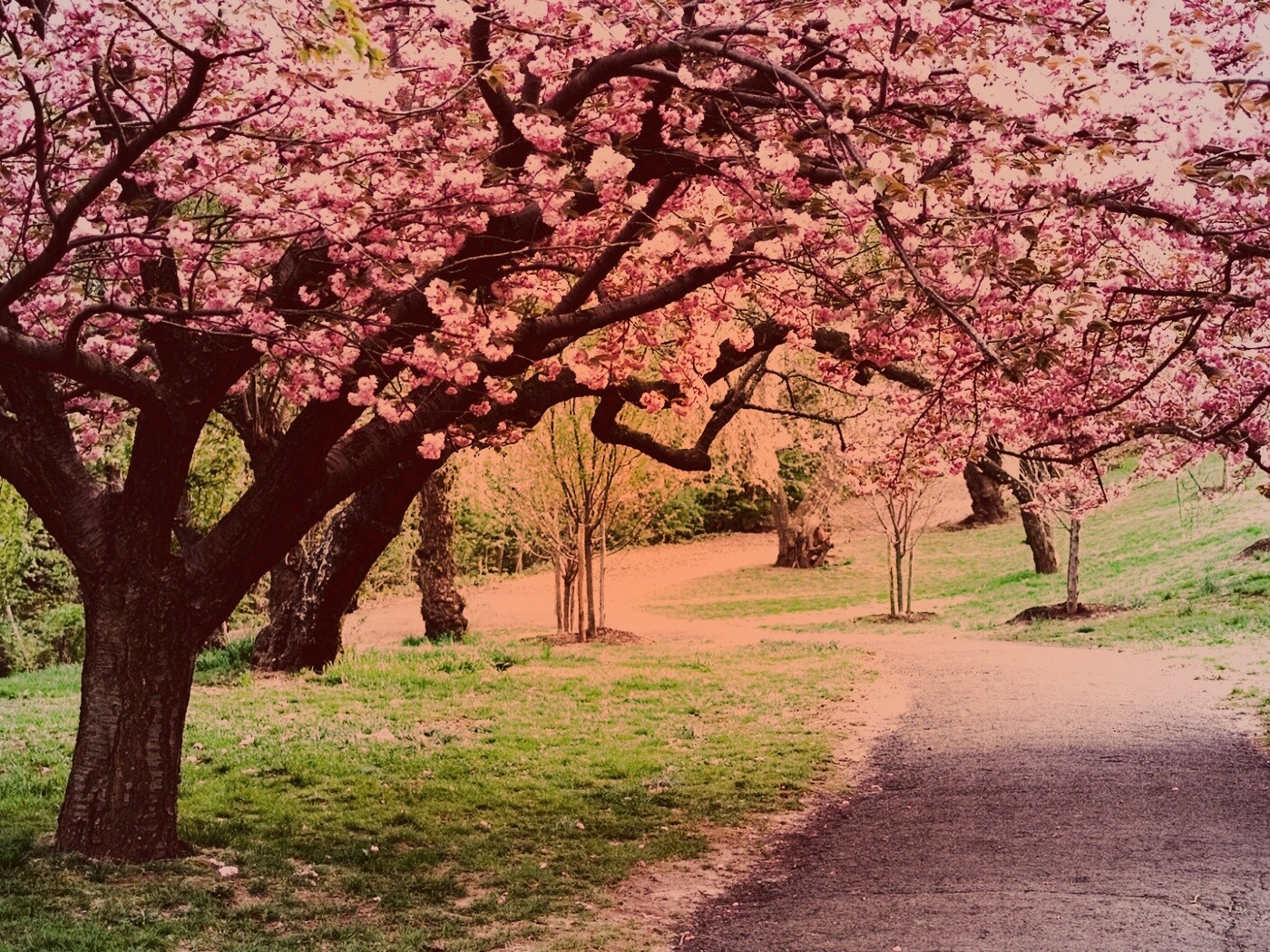 Дорожка между деревьями обои