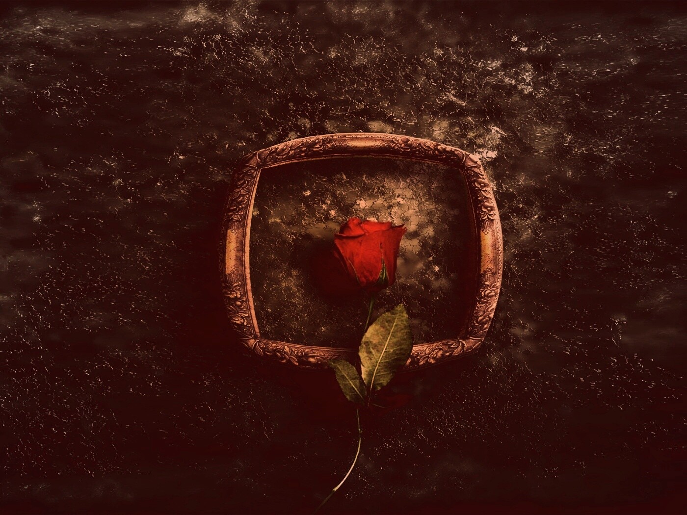 Роза на картинной раме обои