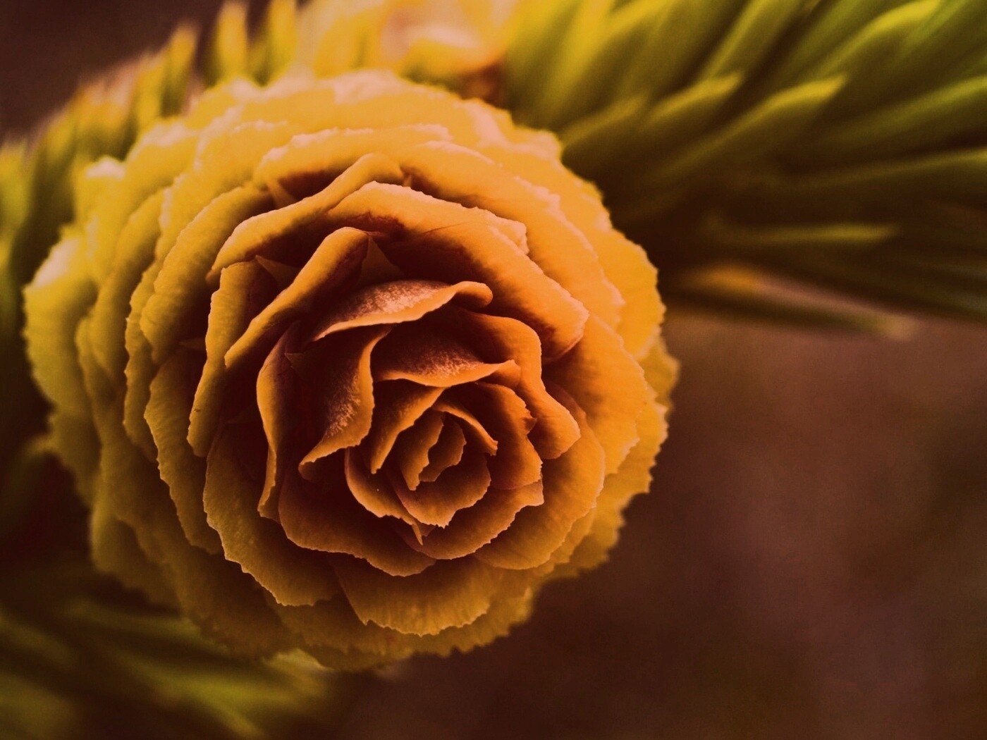 Молодая шишка обои