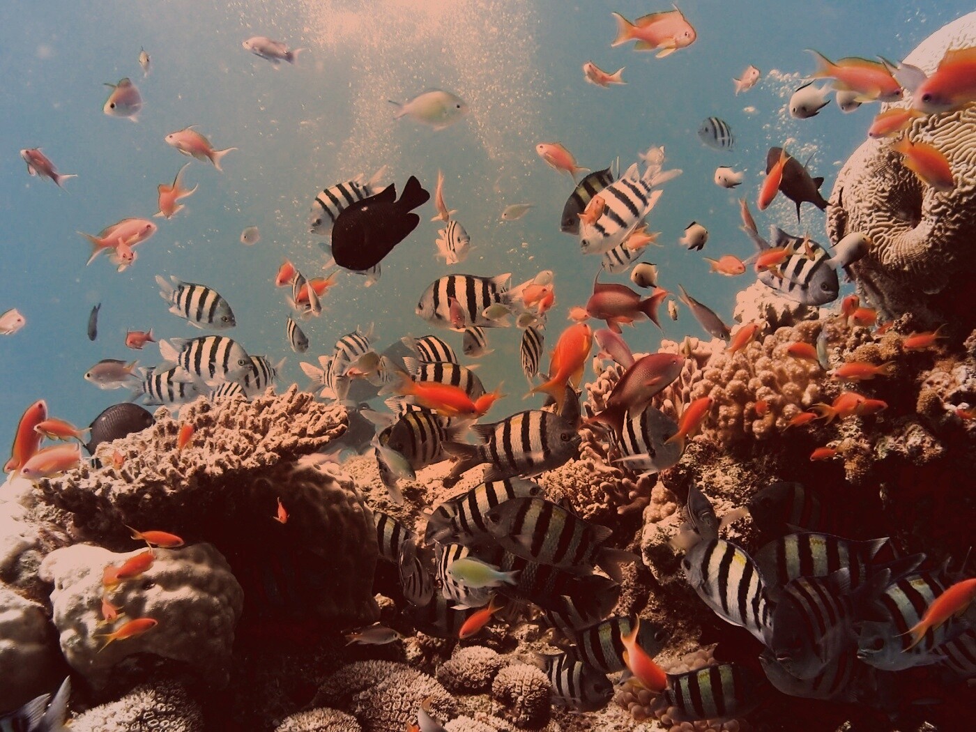 Жизнь в корраловом рифе обои