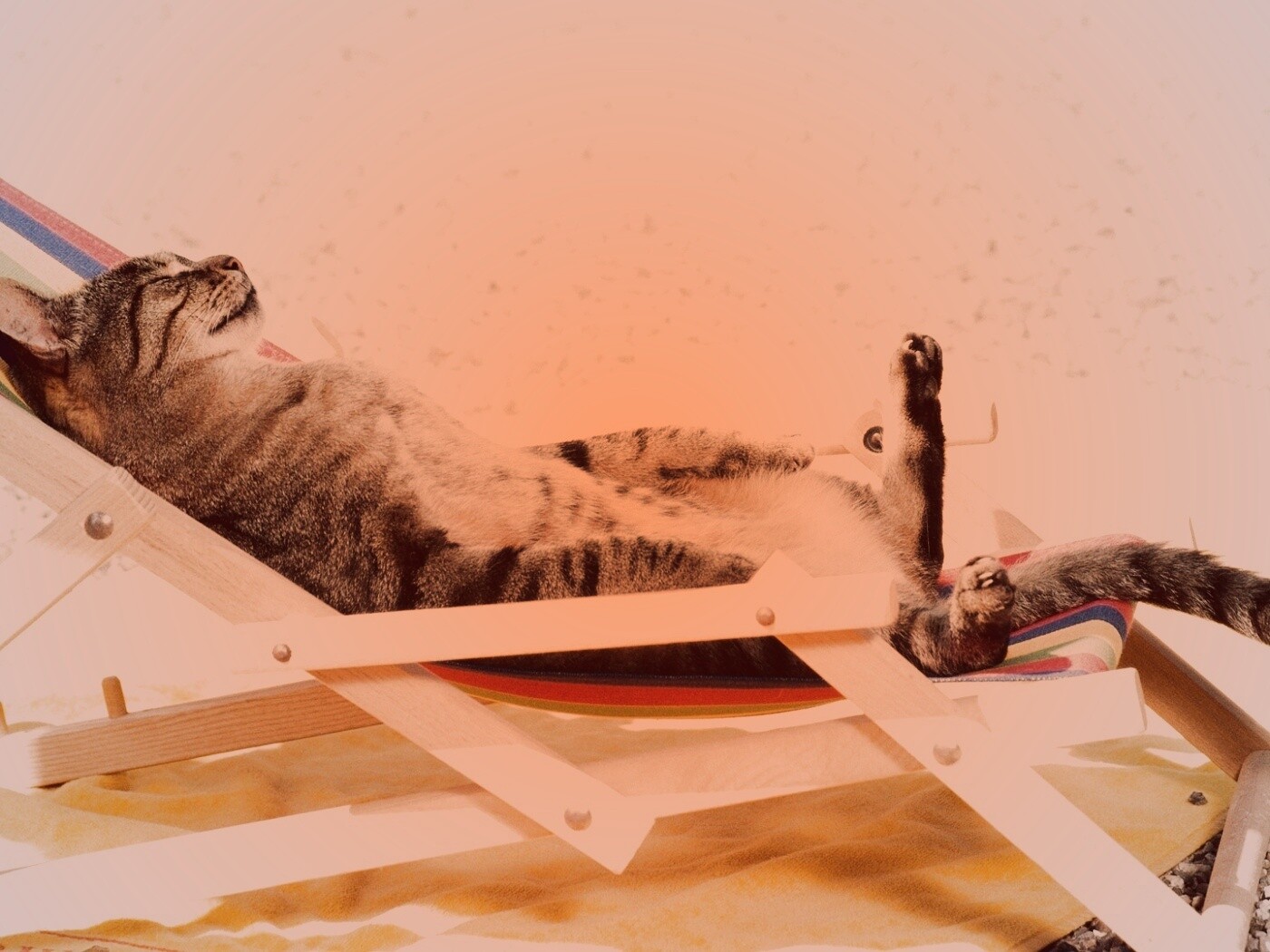 Кот в отпуске обои