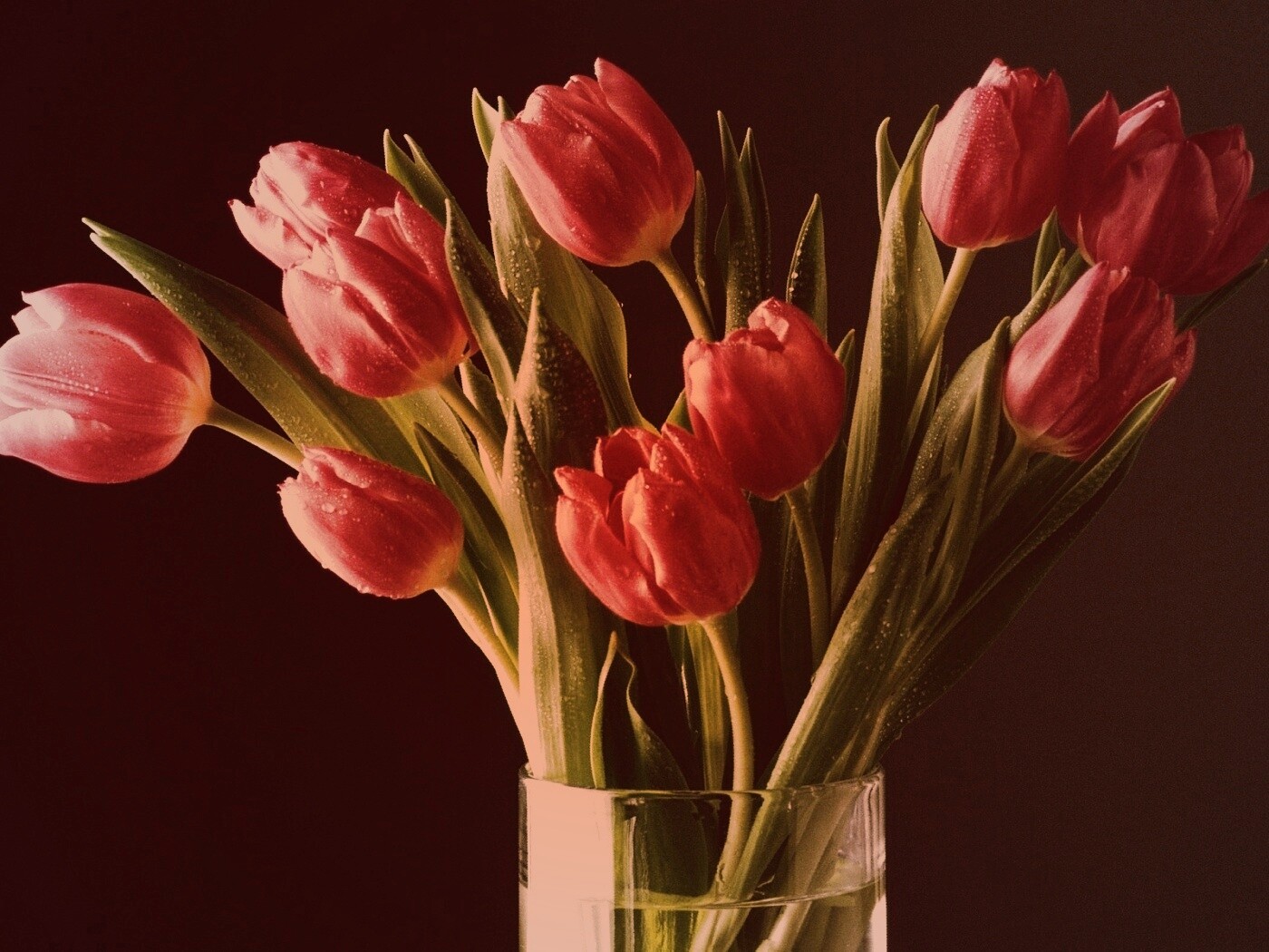 Букет тюльпанов обои