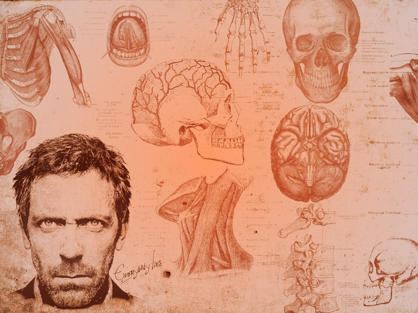 Анатомические рисунки доктора Хауса обои