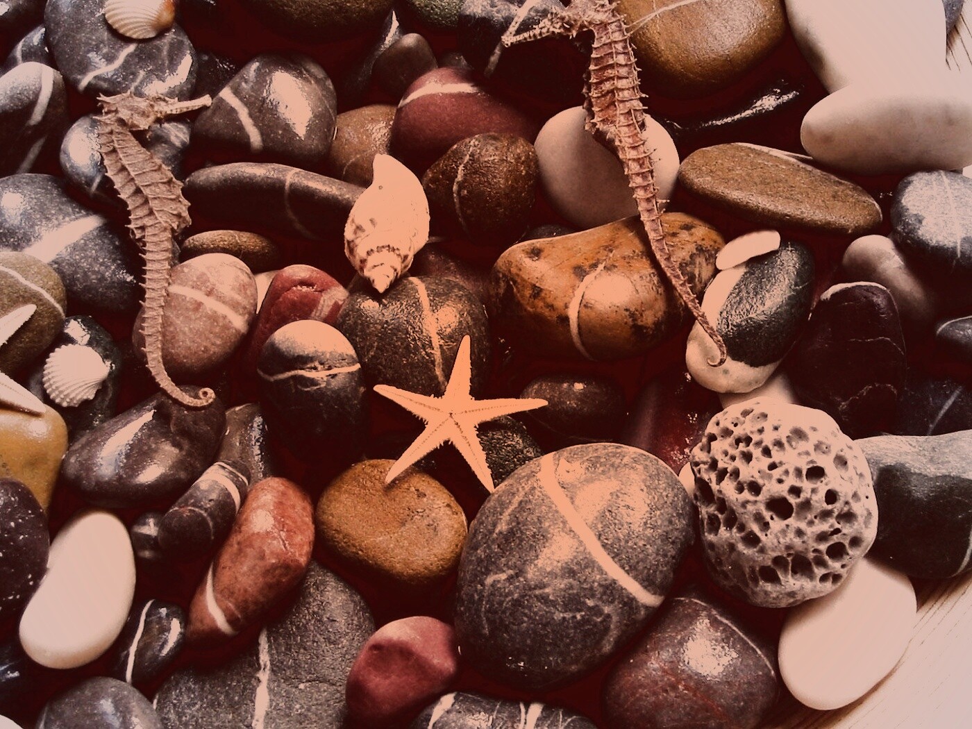 Морские камешки и фауна обои