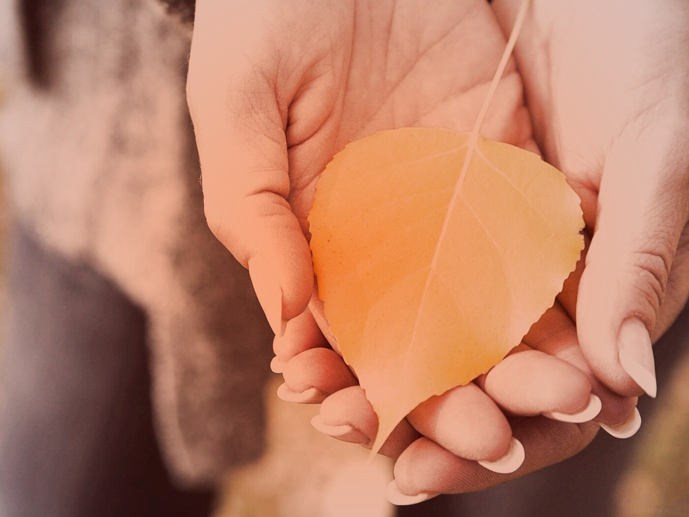 Осенний лист в руках обои