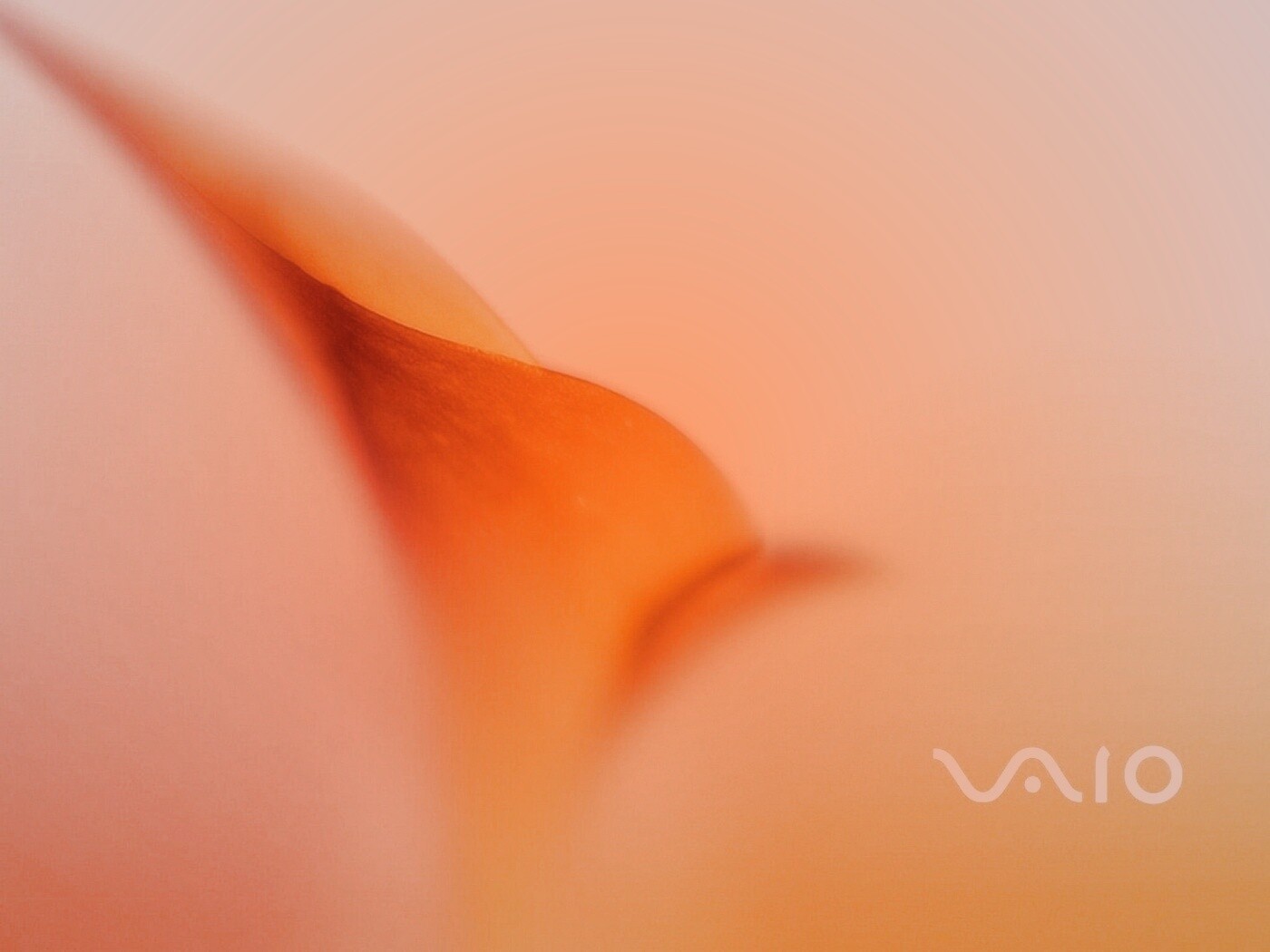 Цветок и логотип Vaio обои