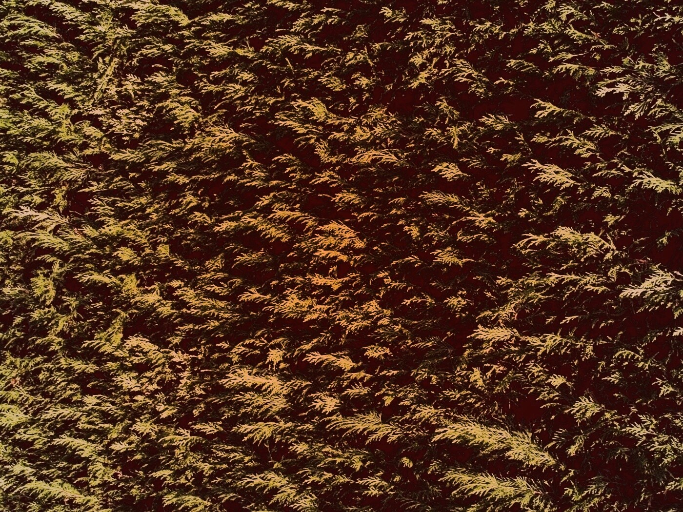 Густые хвойные заросли обои