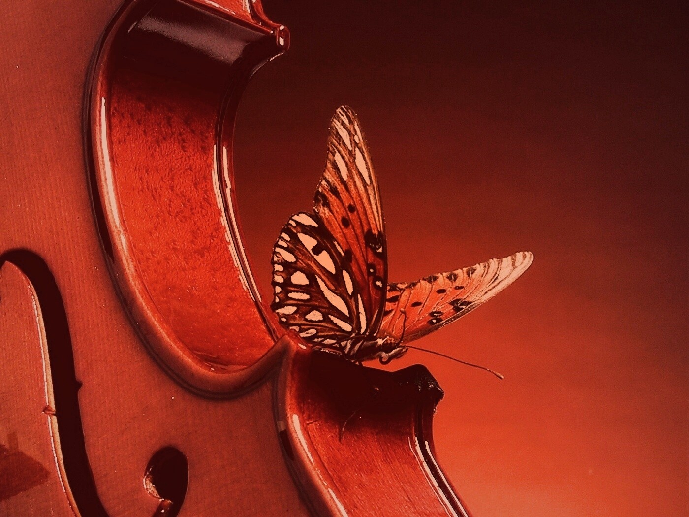 Бабочка на скрипке обои