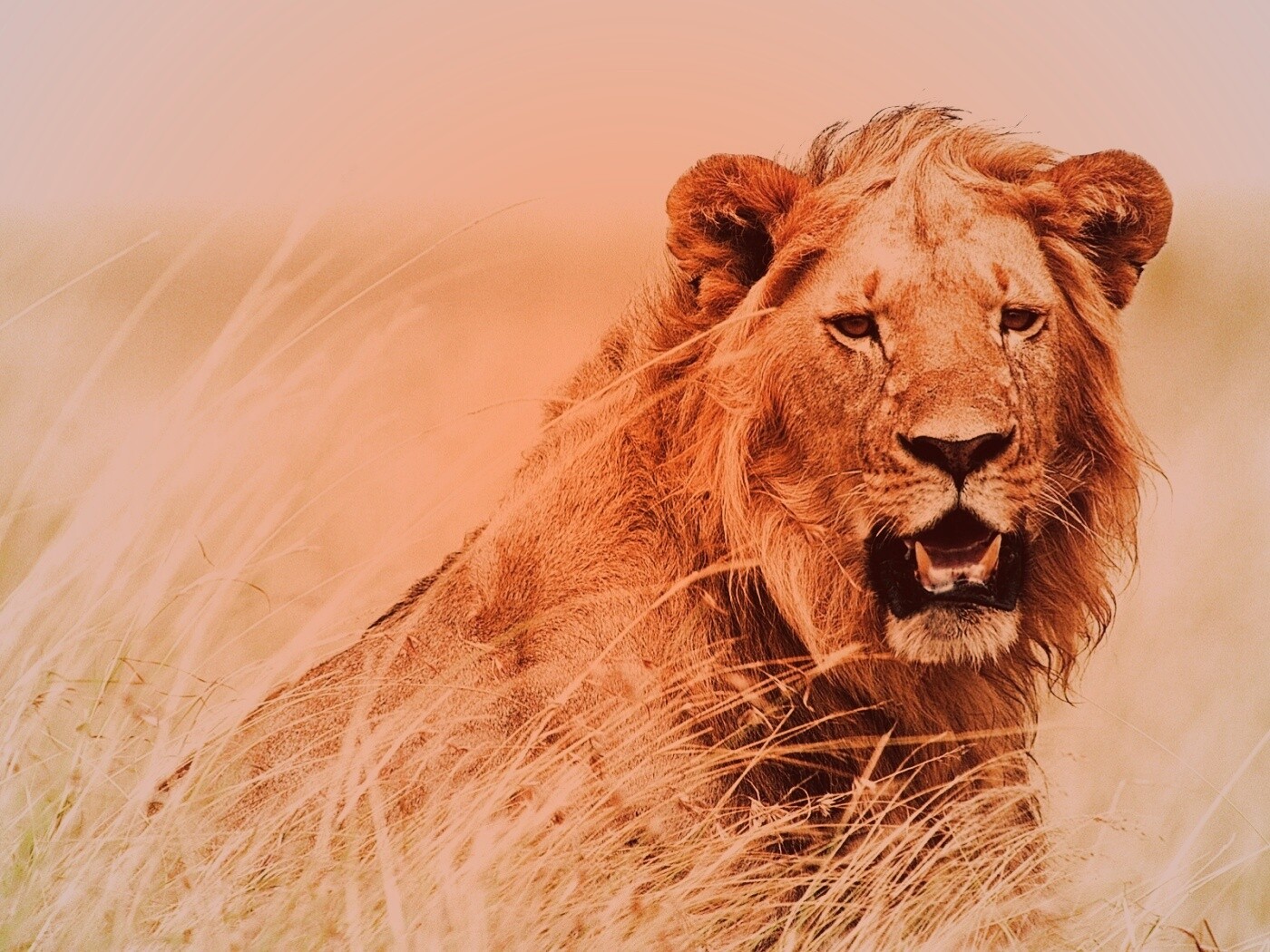 Ярко оранжевый лев обои