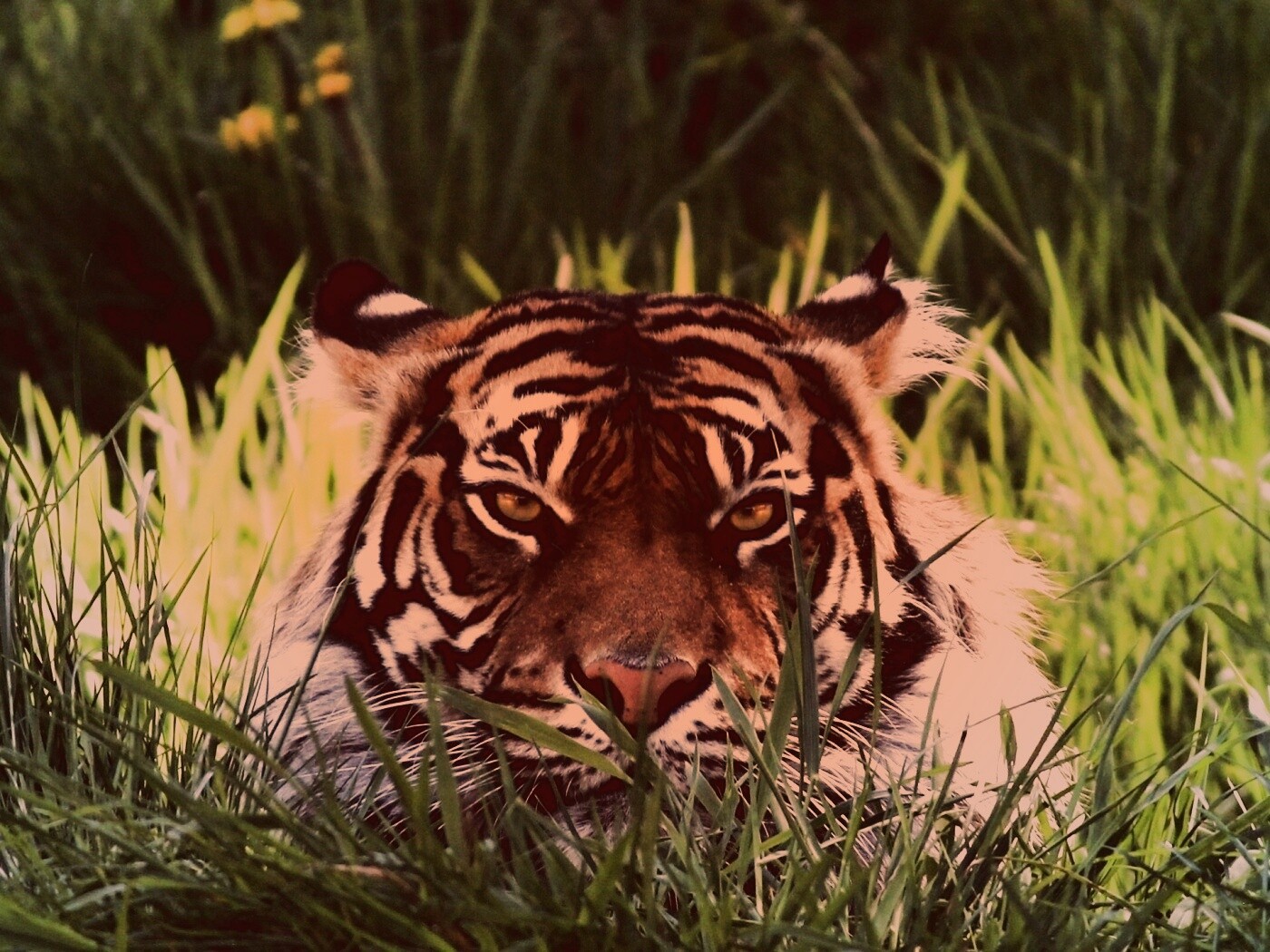 Морда тигра в траве обои