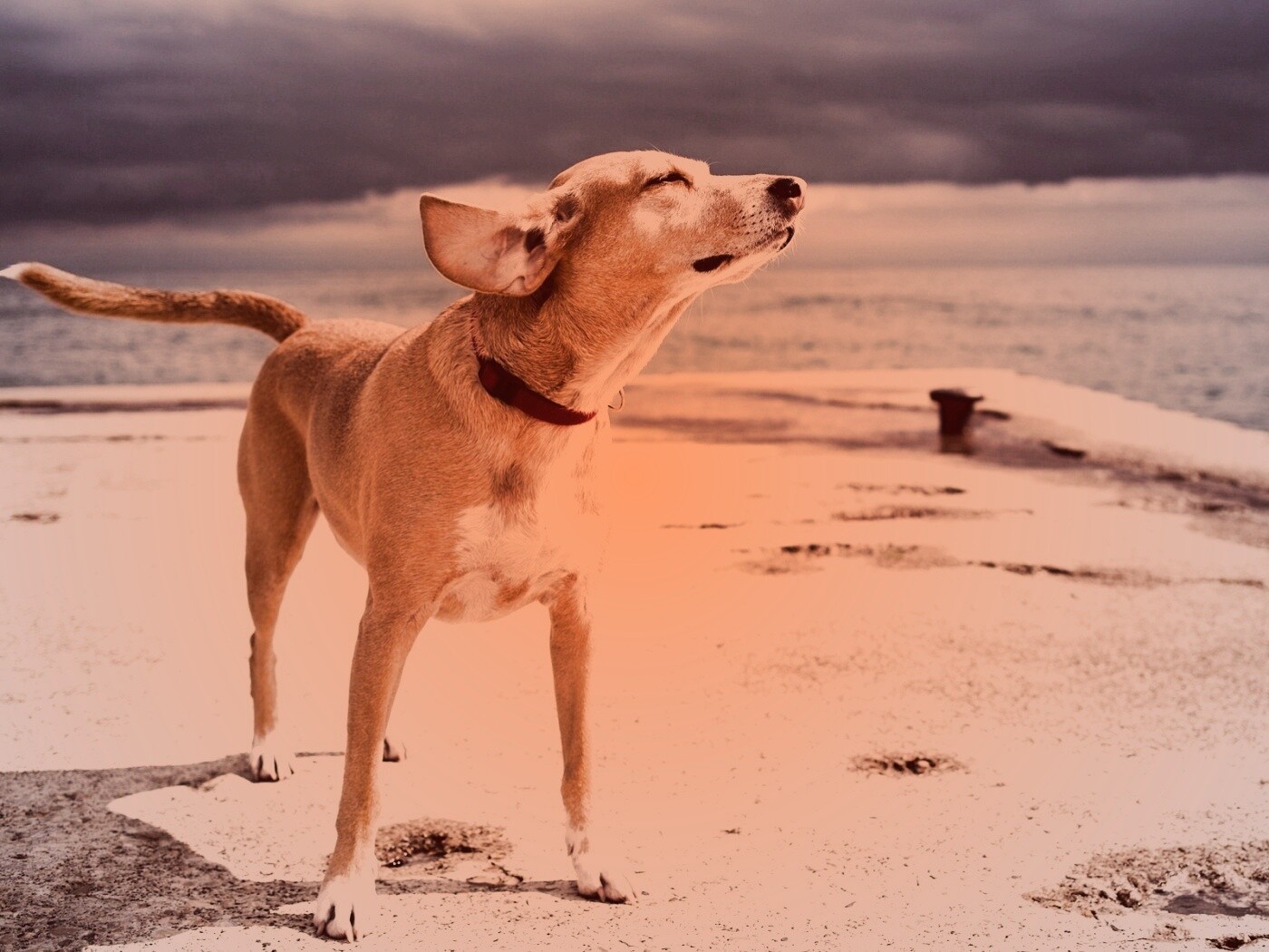 Собака на пирсе обои