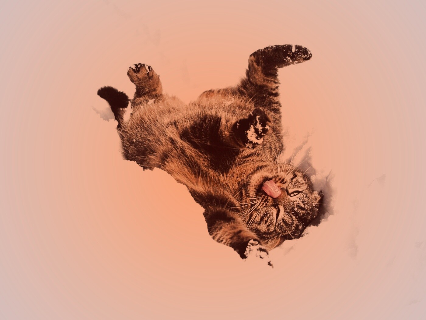 Кот валяется в снегу обои