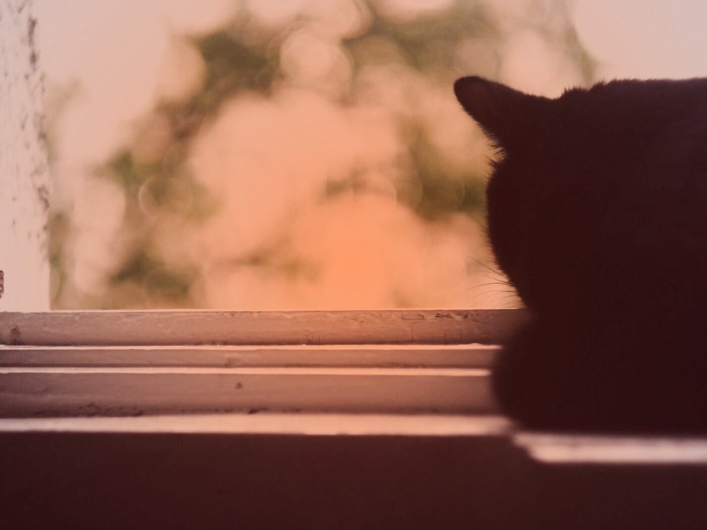 Дремлющий на окне черный кот обои
