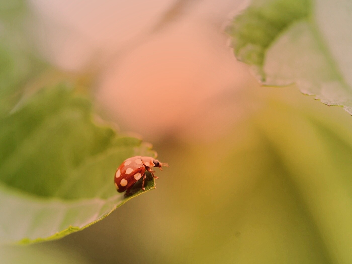 Божья коровка обои