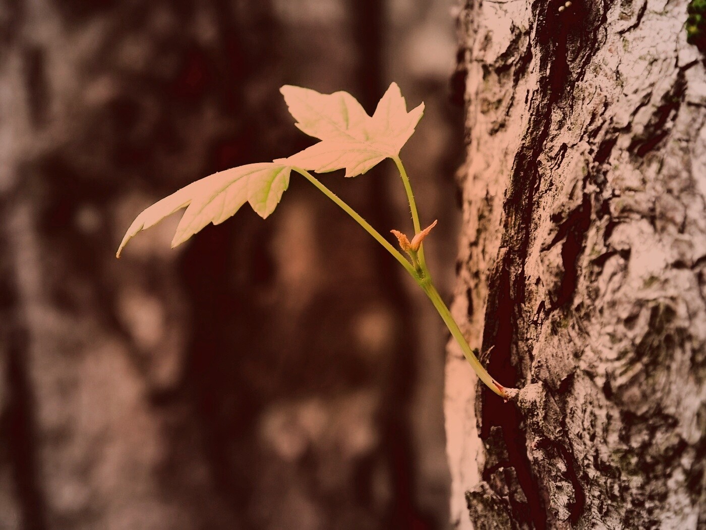 Молодой листик обои