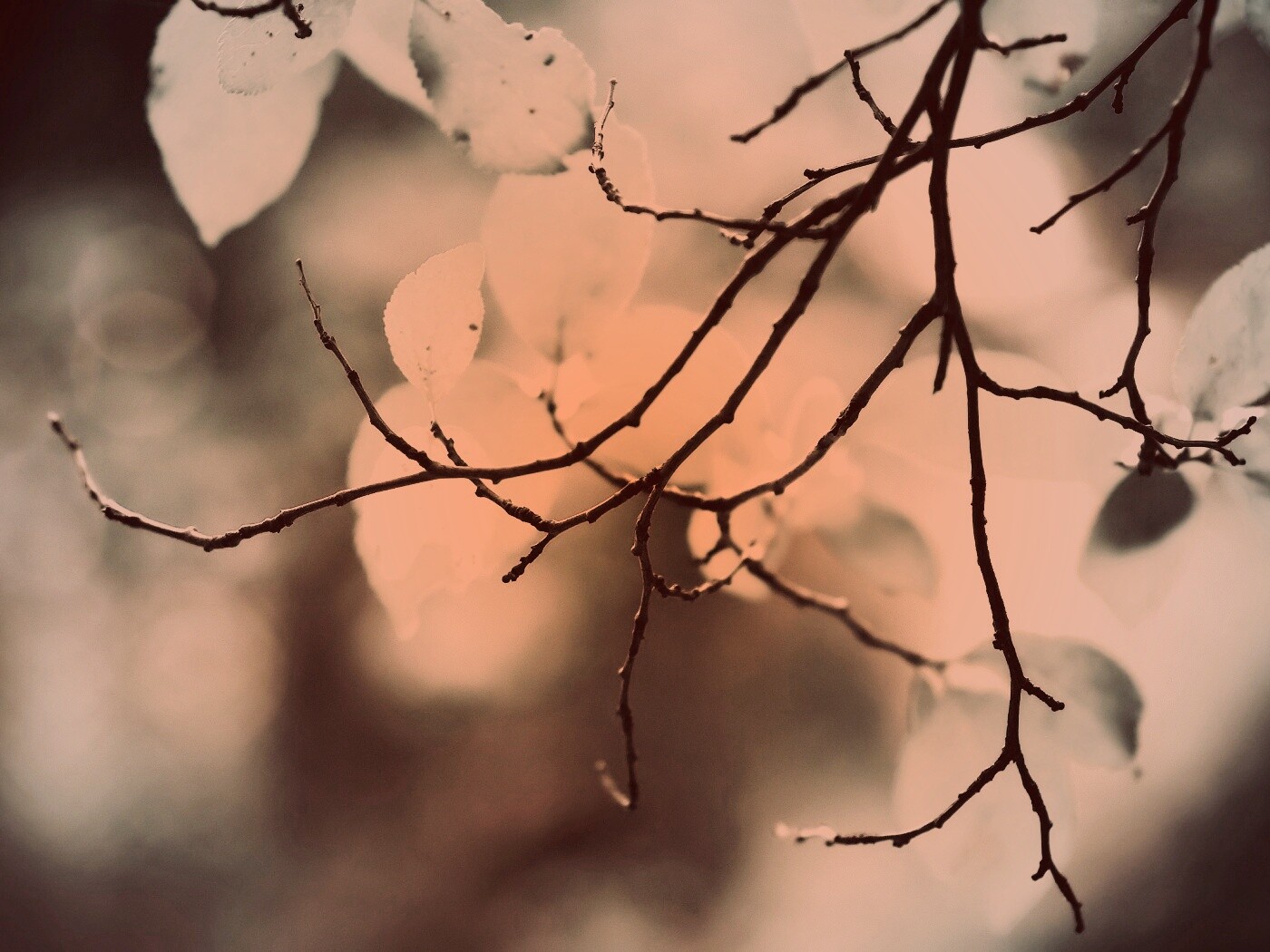 Осенние ветки без листьев обои