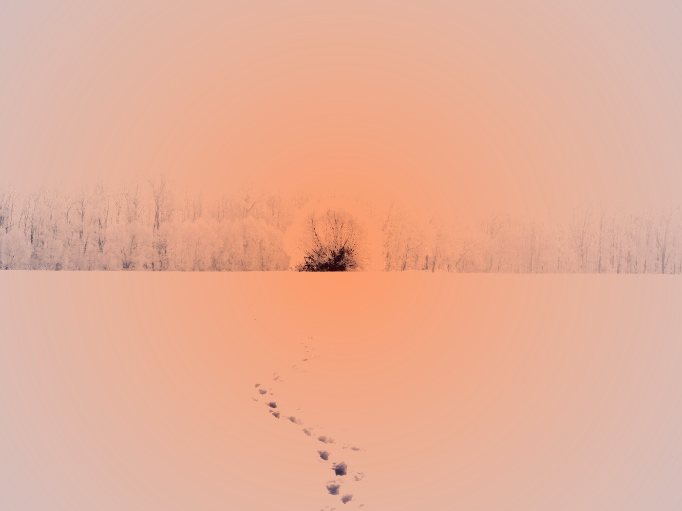 Следы на снегу обои