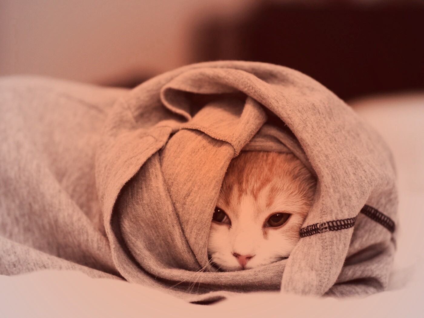 Закутавшийся в футболку кот обои