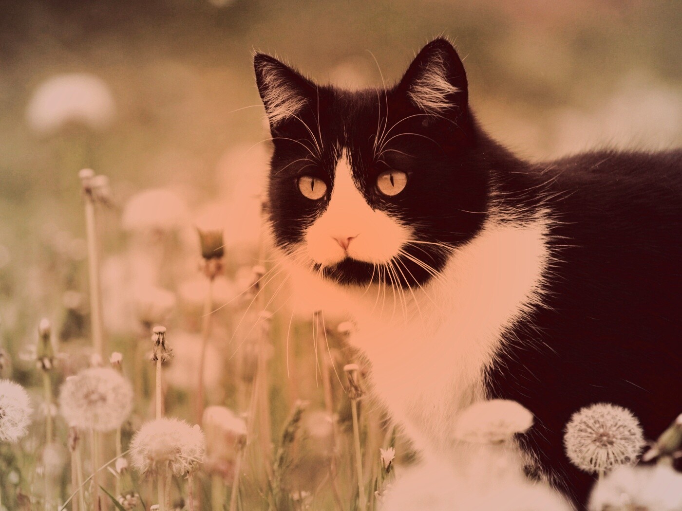 Кот в одуванчиках обои