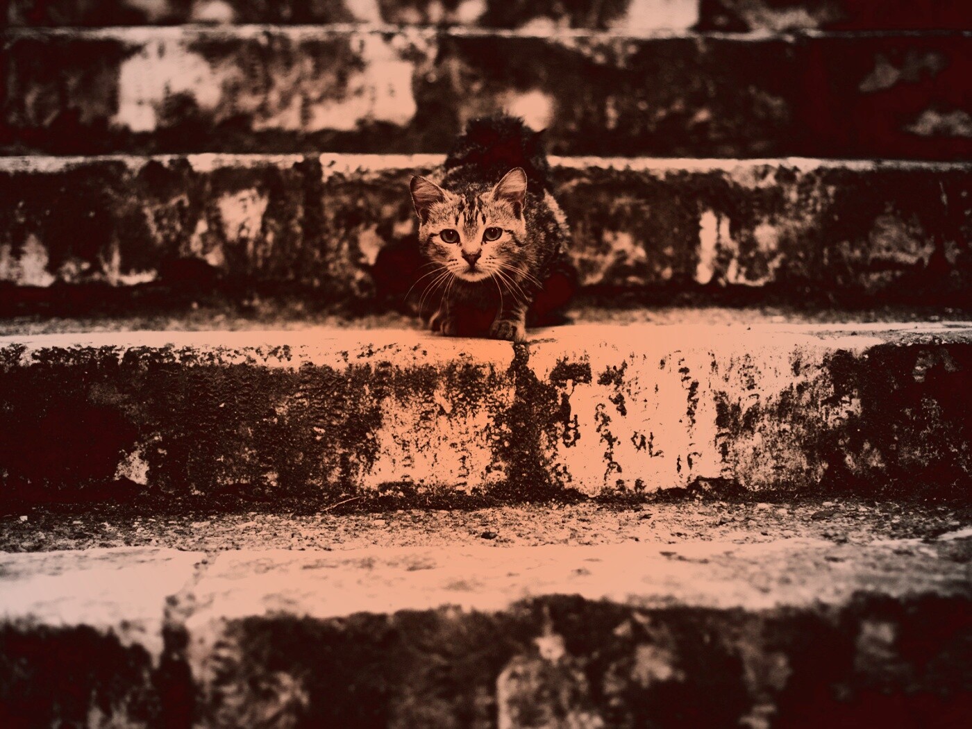 Растрепанная кошка на ступеньках лестницы обои