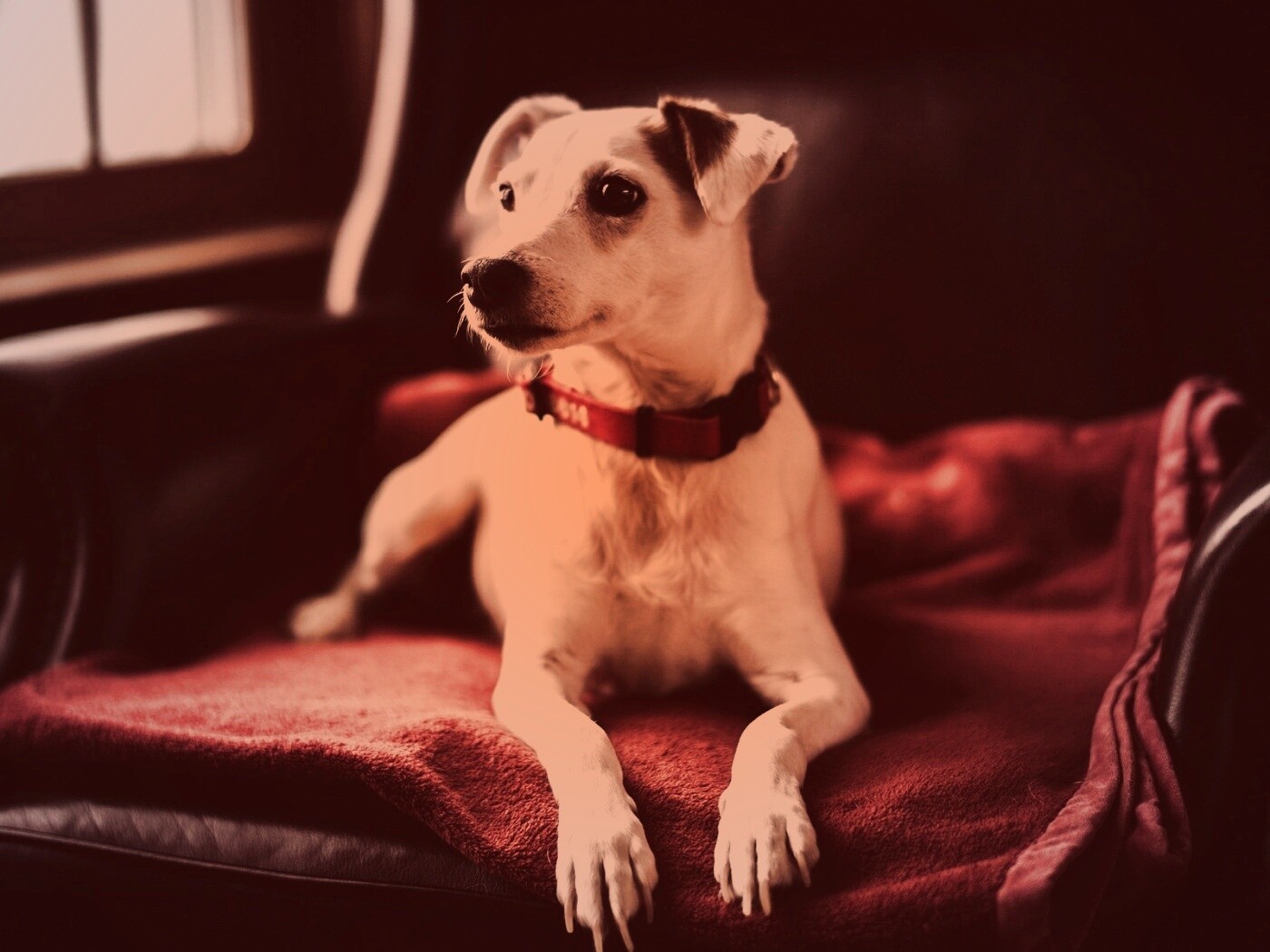 Собака на кресле обои