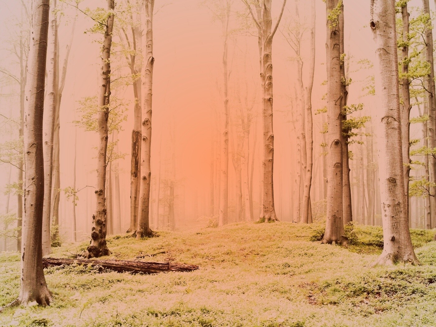 Опушка осинового леса обои