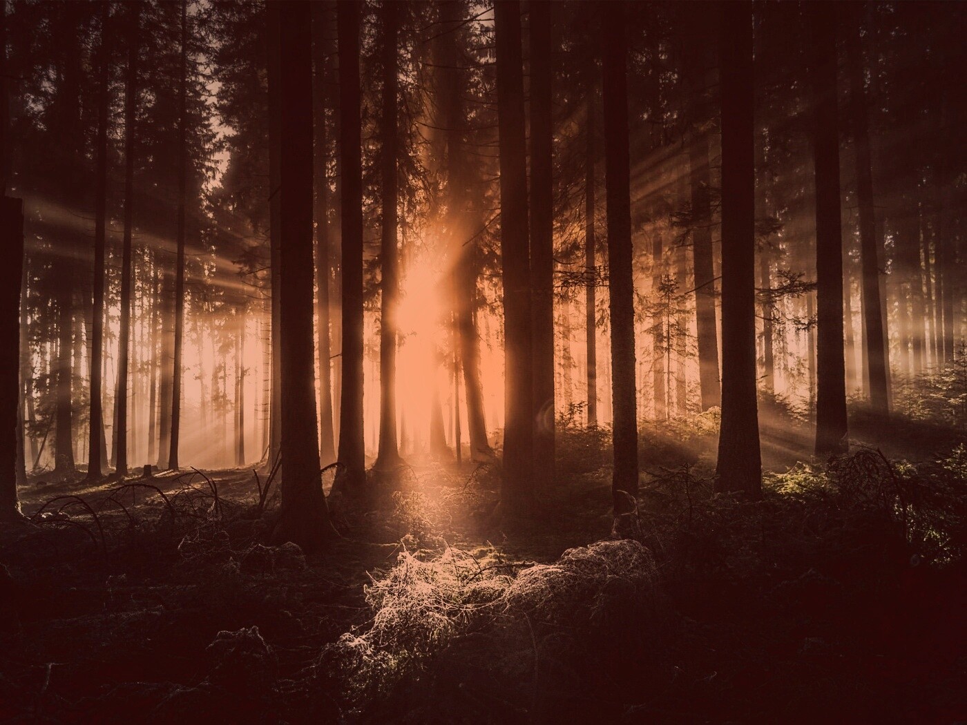 Свет пробивается сквозь стволы деревьев обои