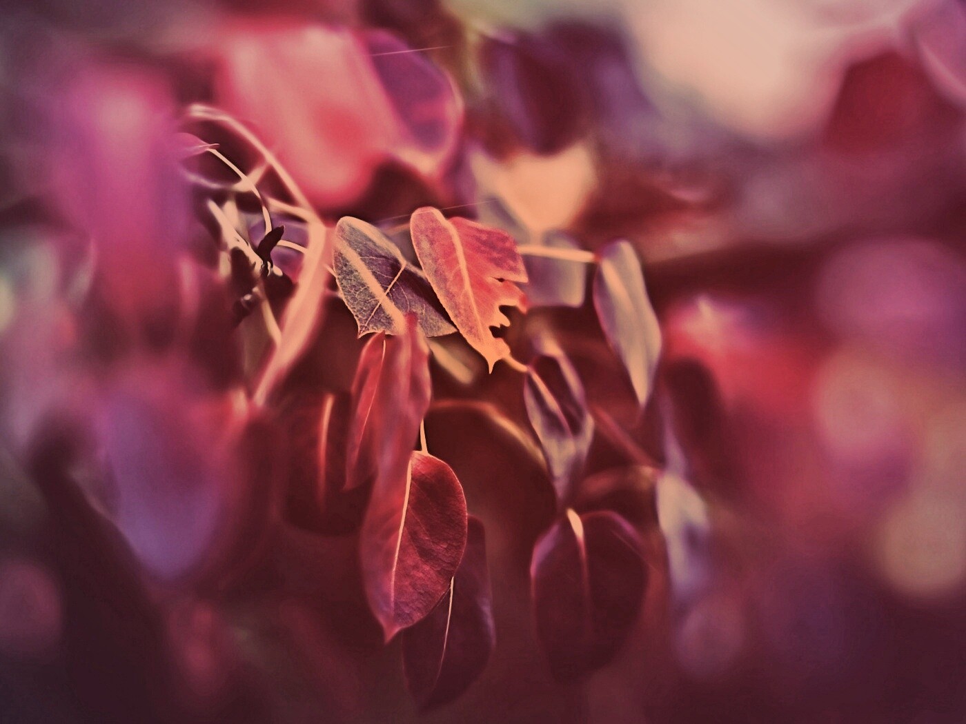 Фиолетовые листья обои