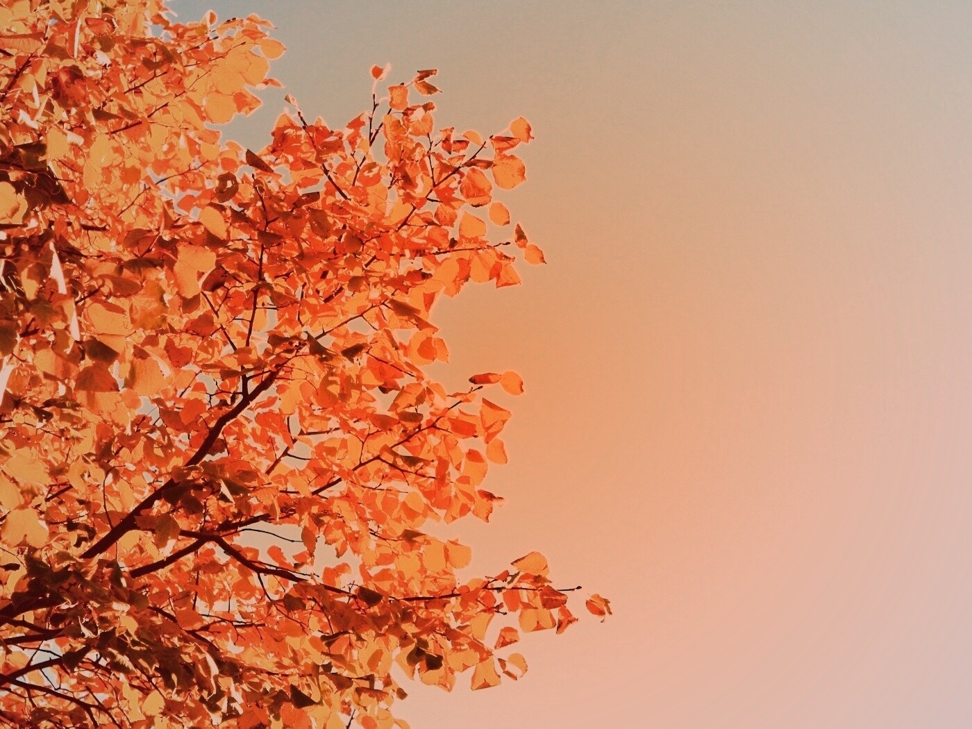 Ветви с пожелтевшими листьями на фоне неба обои