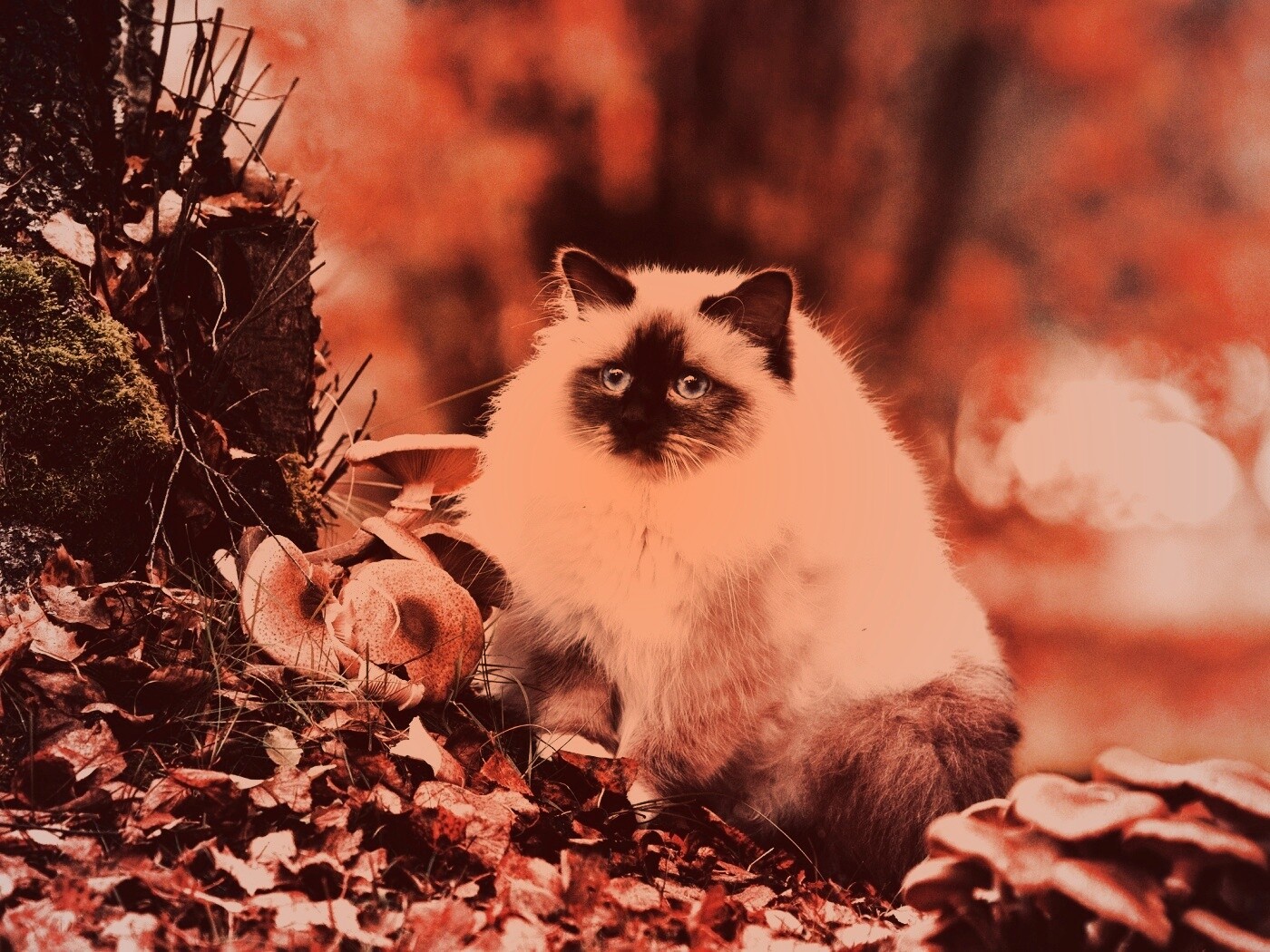 Пушистый кот среди пожелтевшей листвы обои