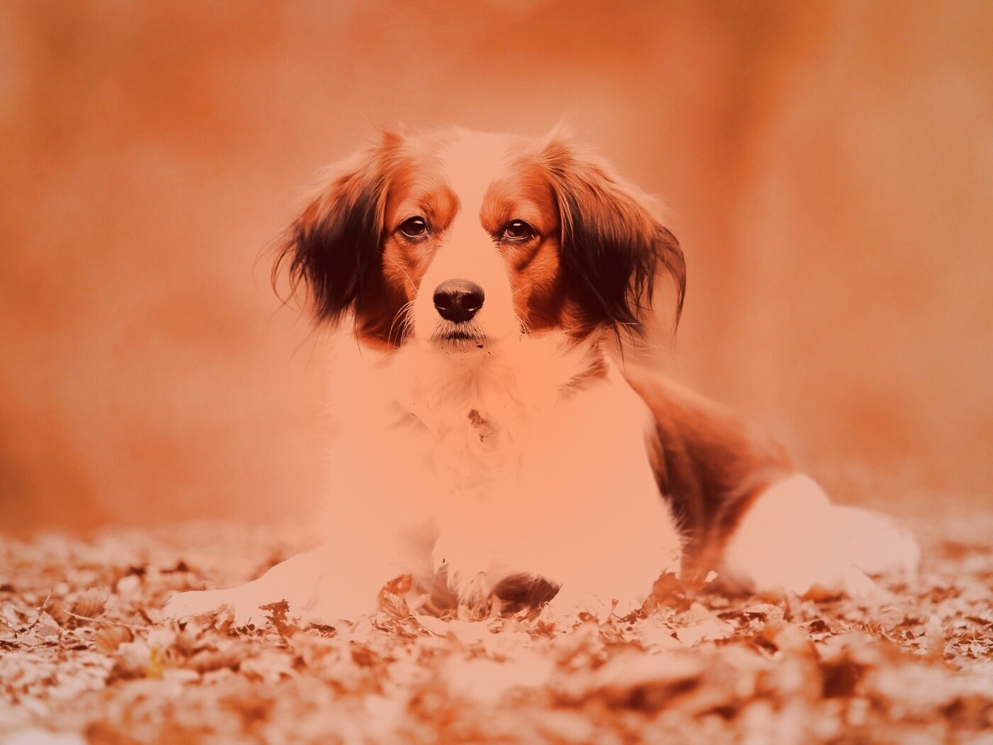 Собака на ковре из осенних листьев обои