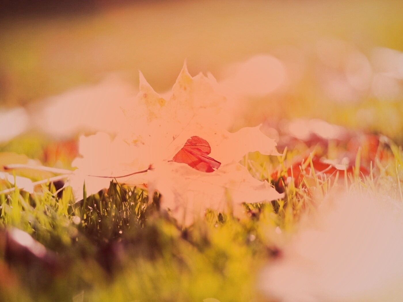 Листик в форме сердца обои