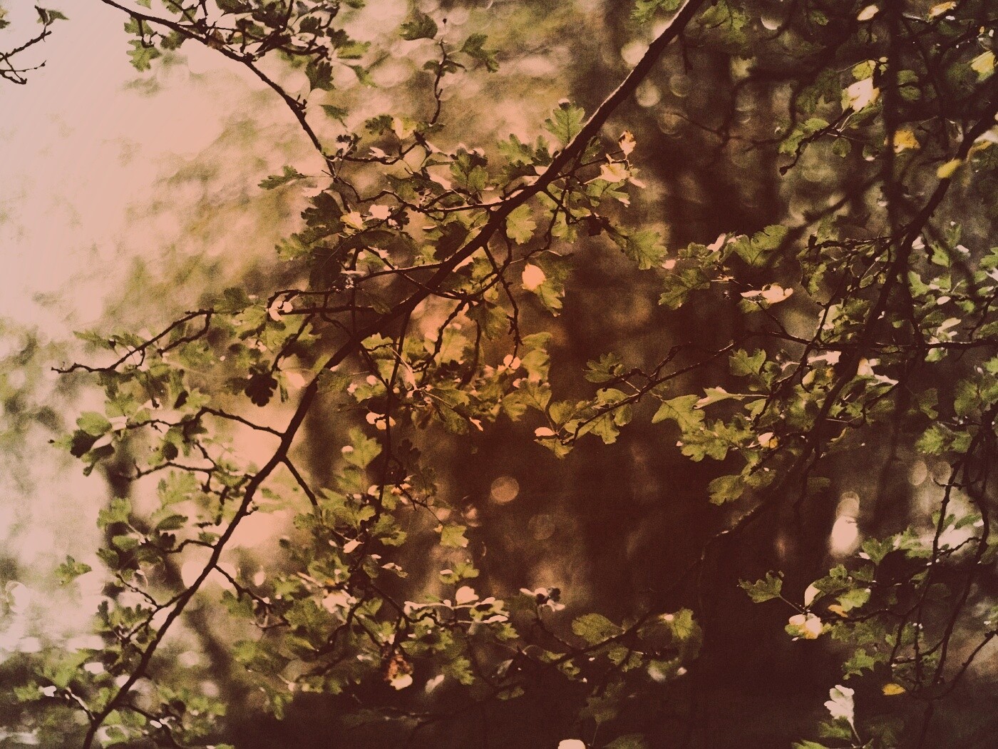 Дубовая зеленая листва обои