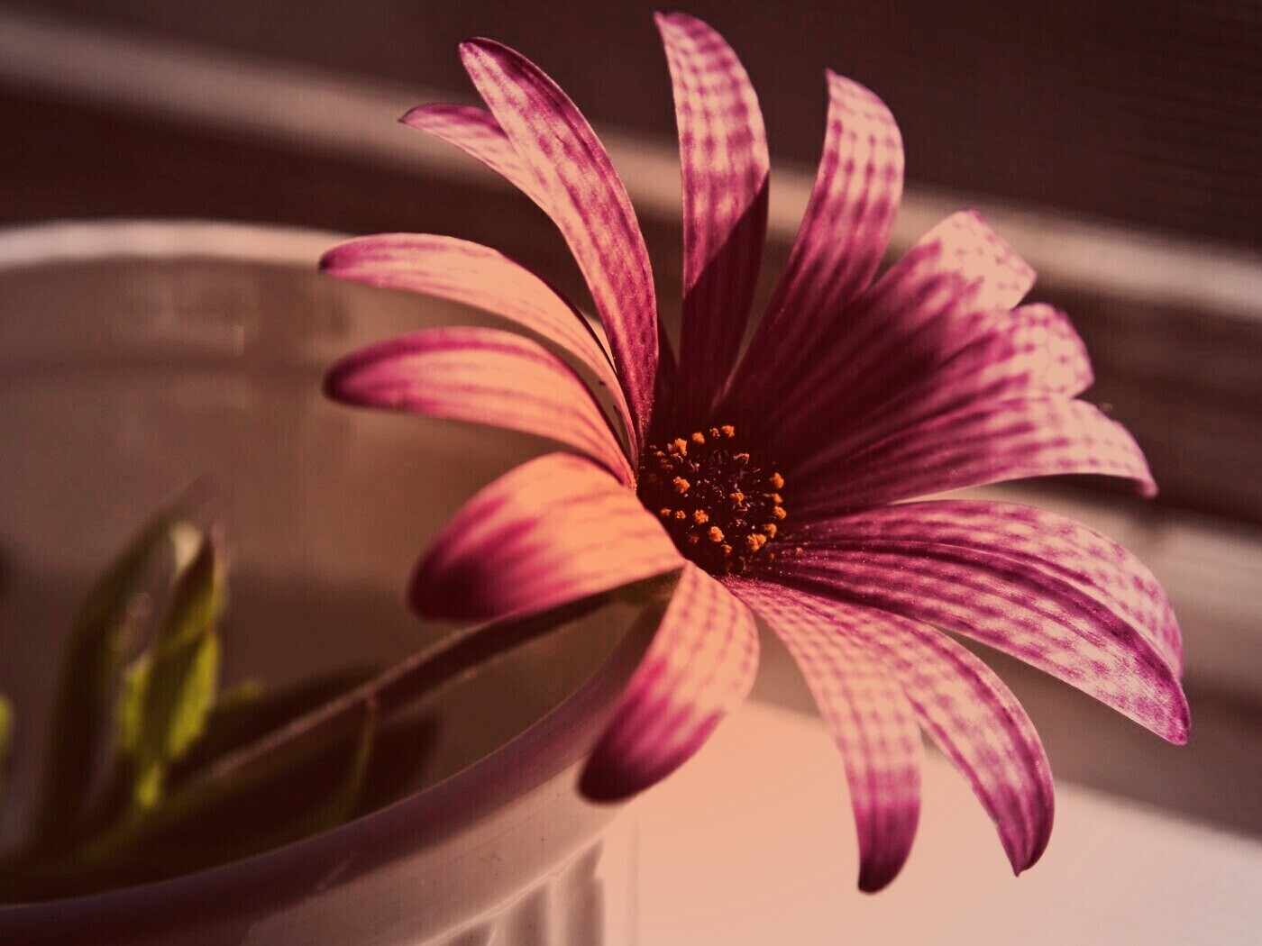 Сиреневый цветок в стакане обои