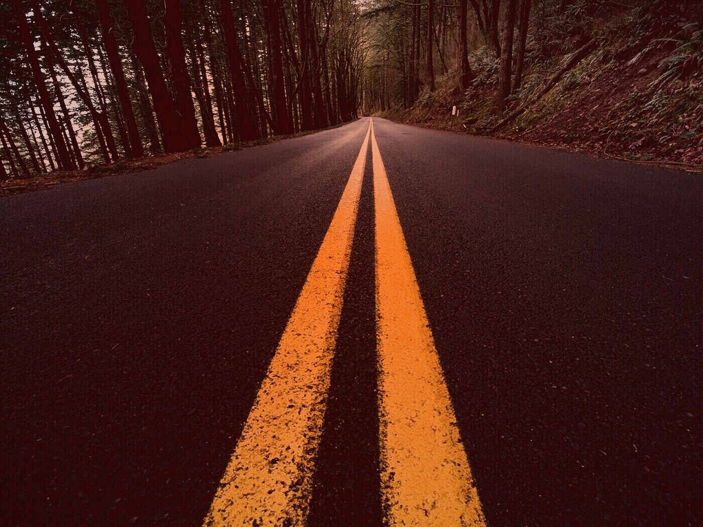 Дорога в лесу обои