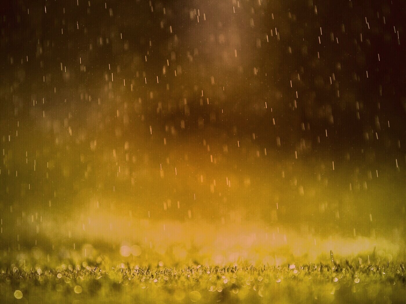 Трава под дождем обои