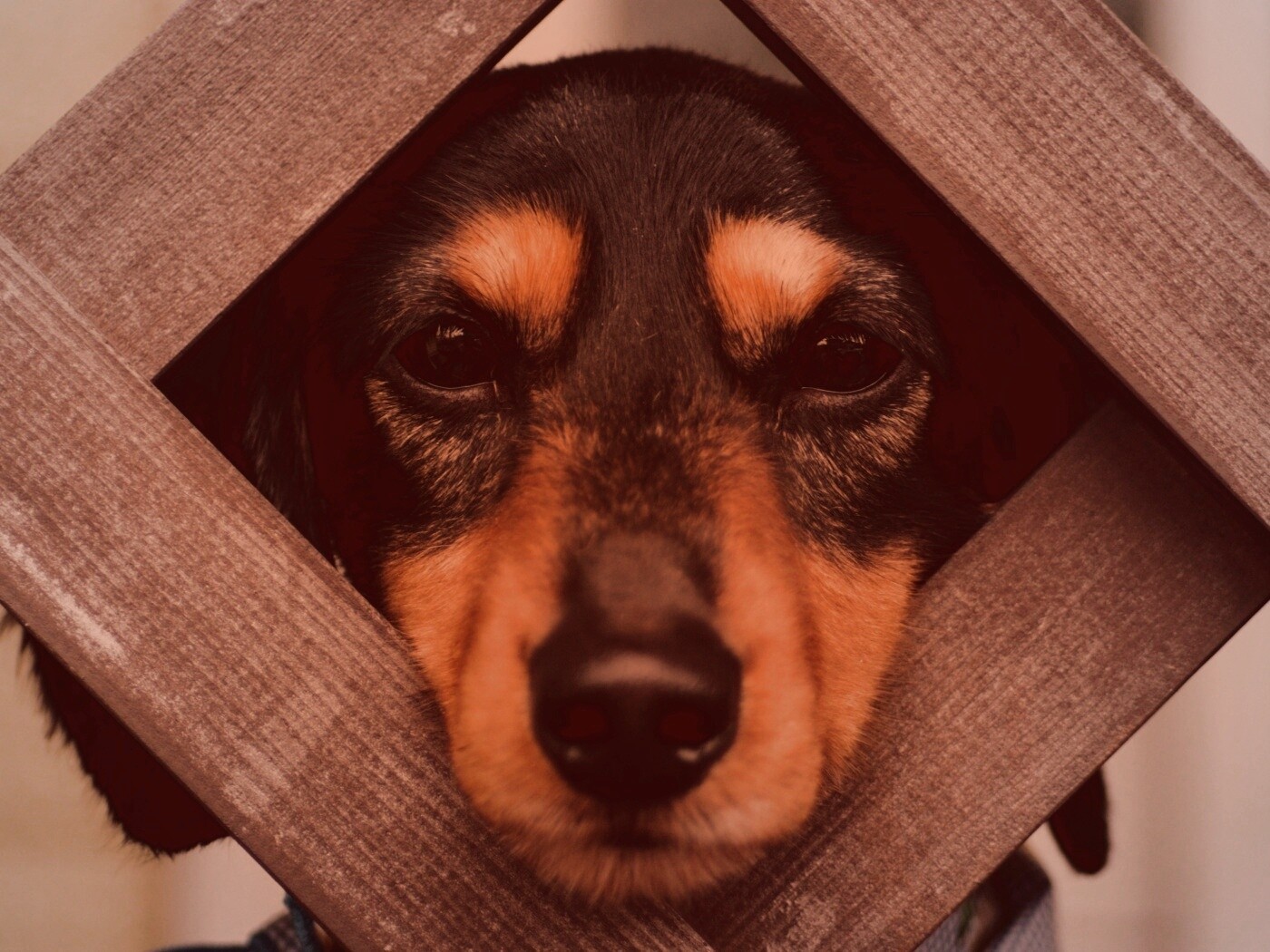 Мордочка в заборе обои