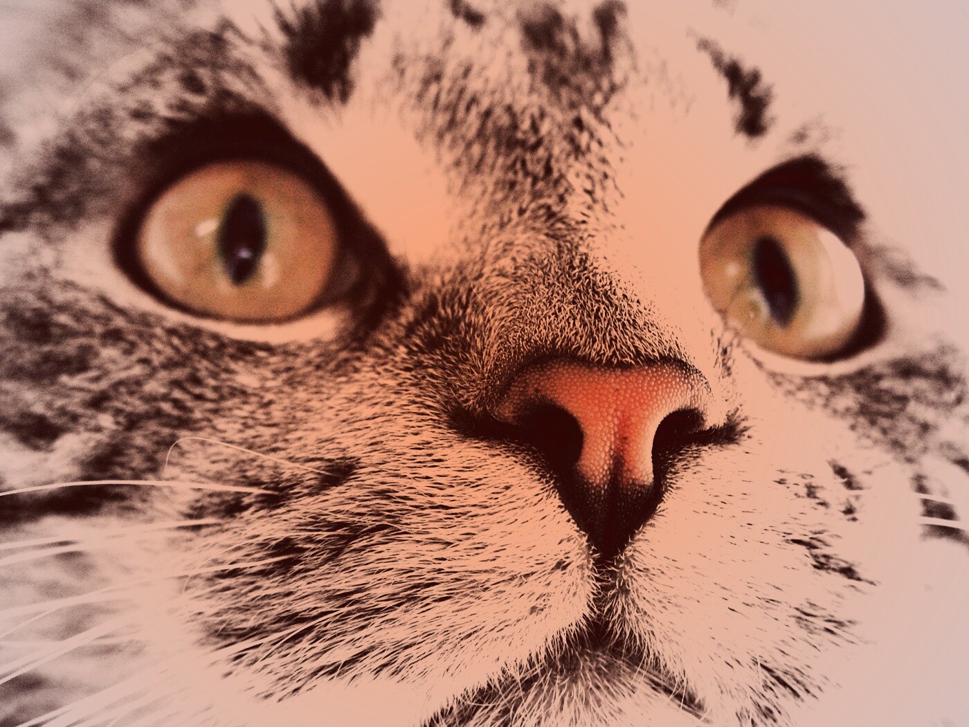 Кошачья мордочка обои