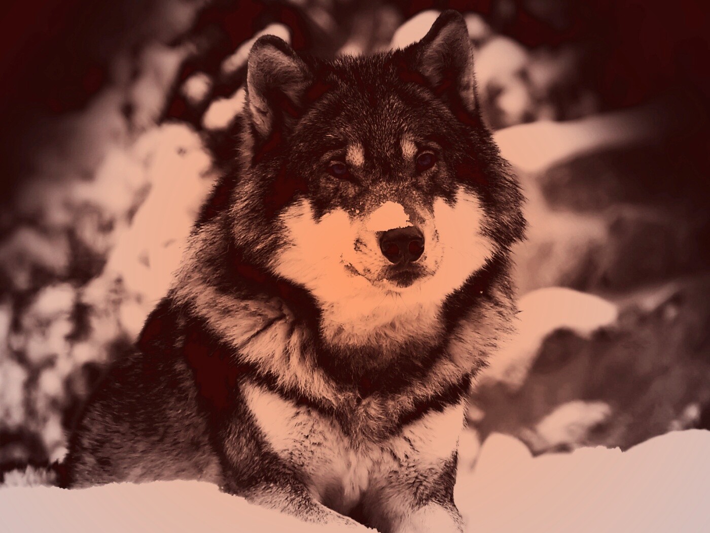 Волк с синими глазами обои