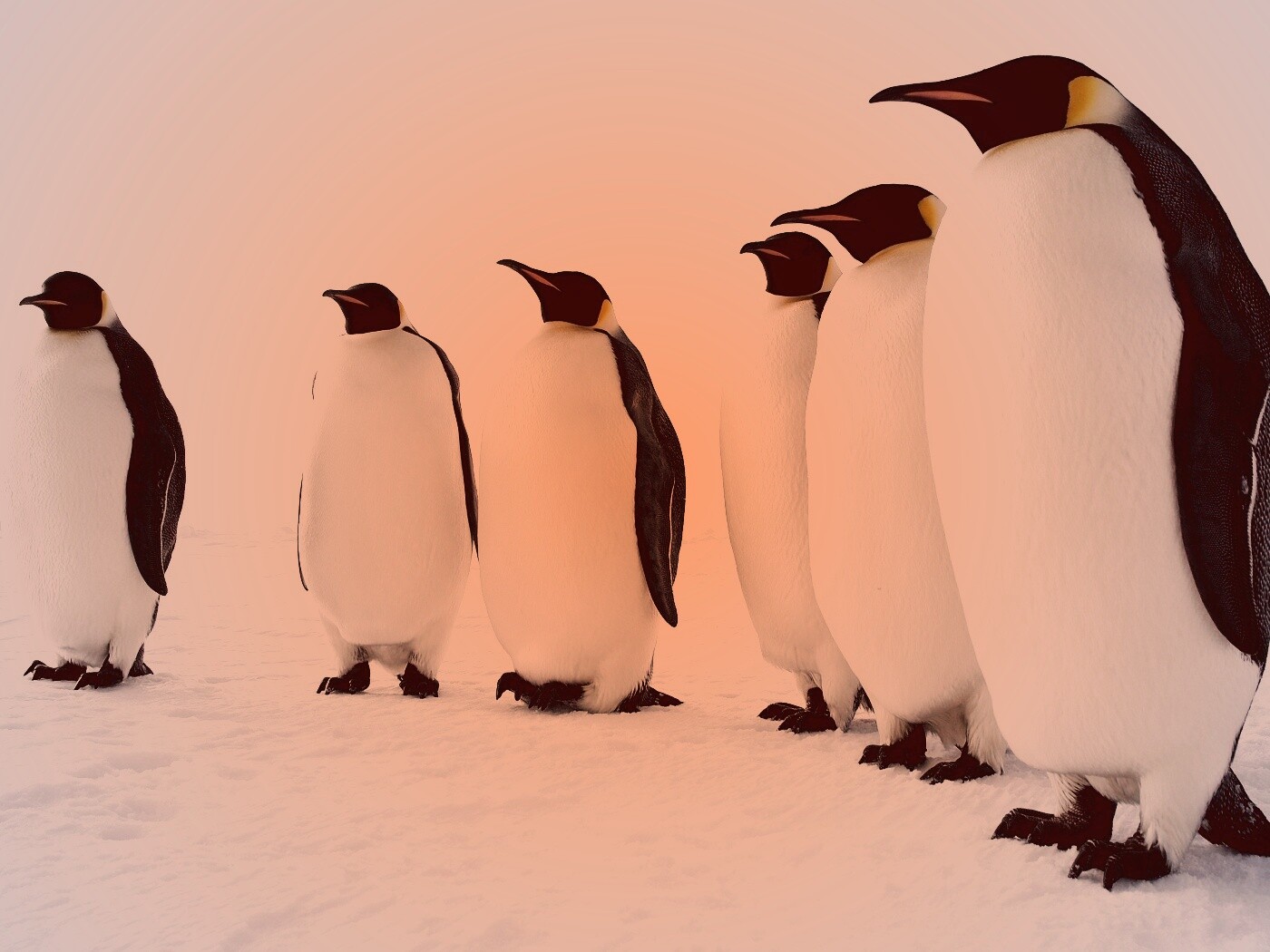 Слет пингвинов обои