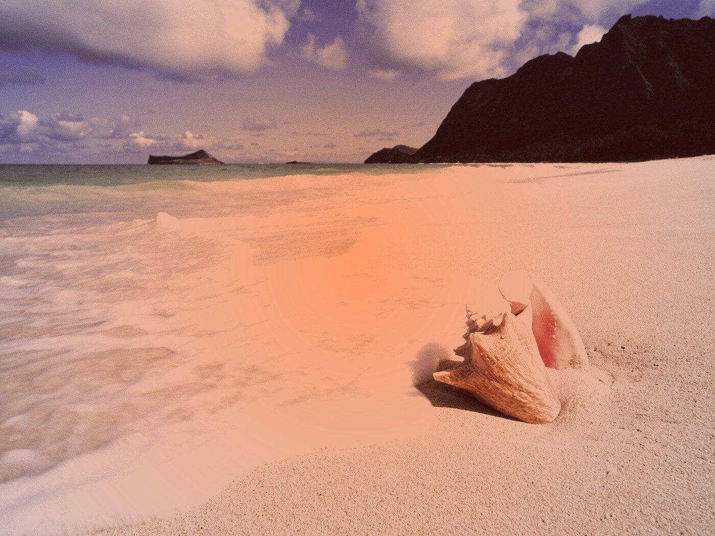 Морская раковина обои