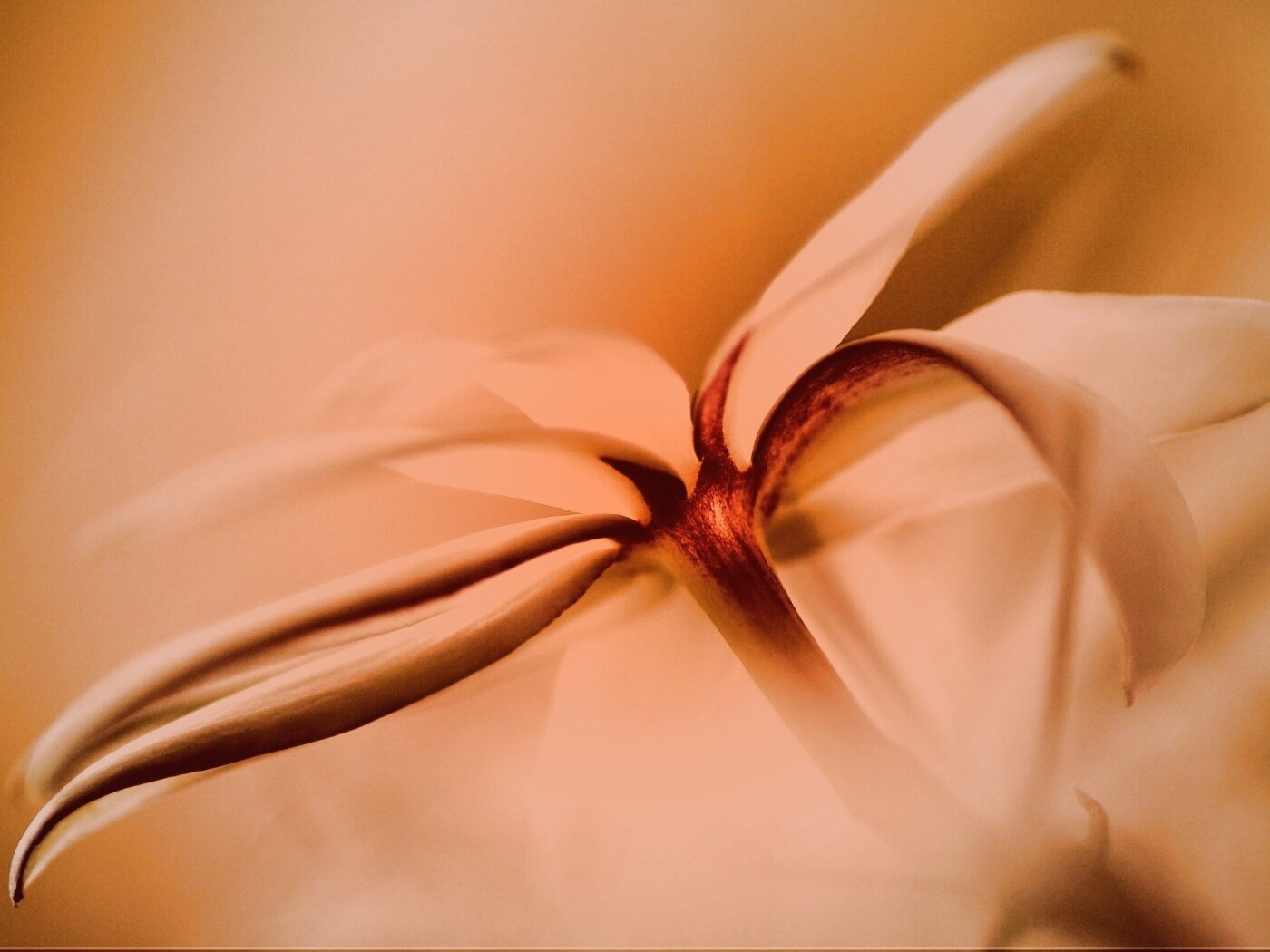 Цветок обои