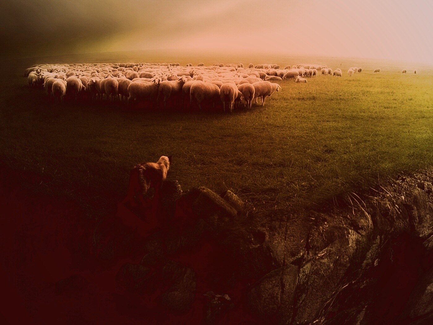 Волк и овцы обои